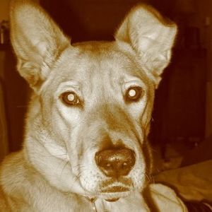 Meet your Posher, Jen